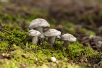 Kunnen psychedelische paddenstoelen helpen bij depressies?