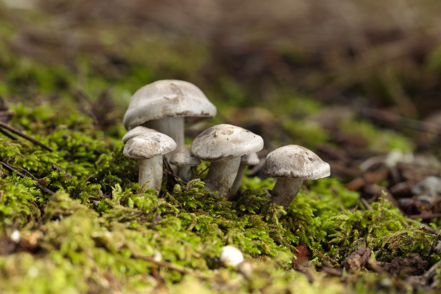Kunnen psychedelische paddenstoelen helpen bij depressies?